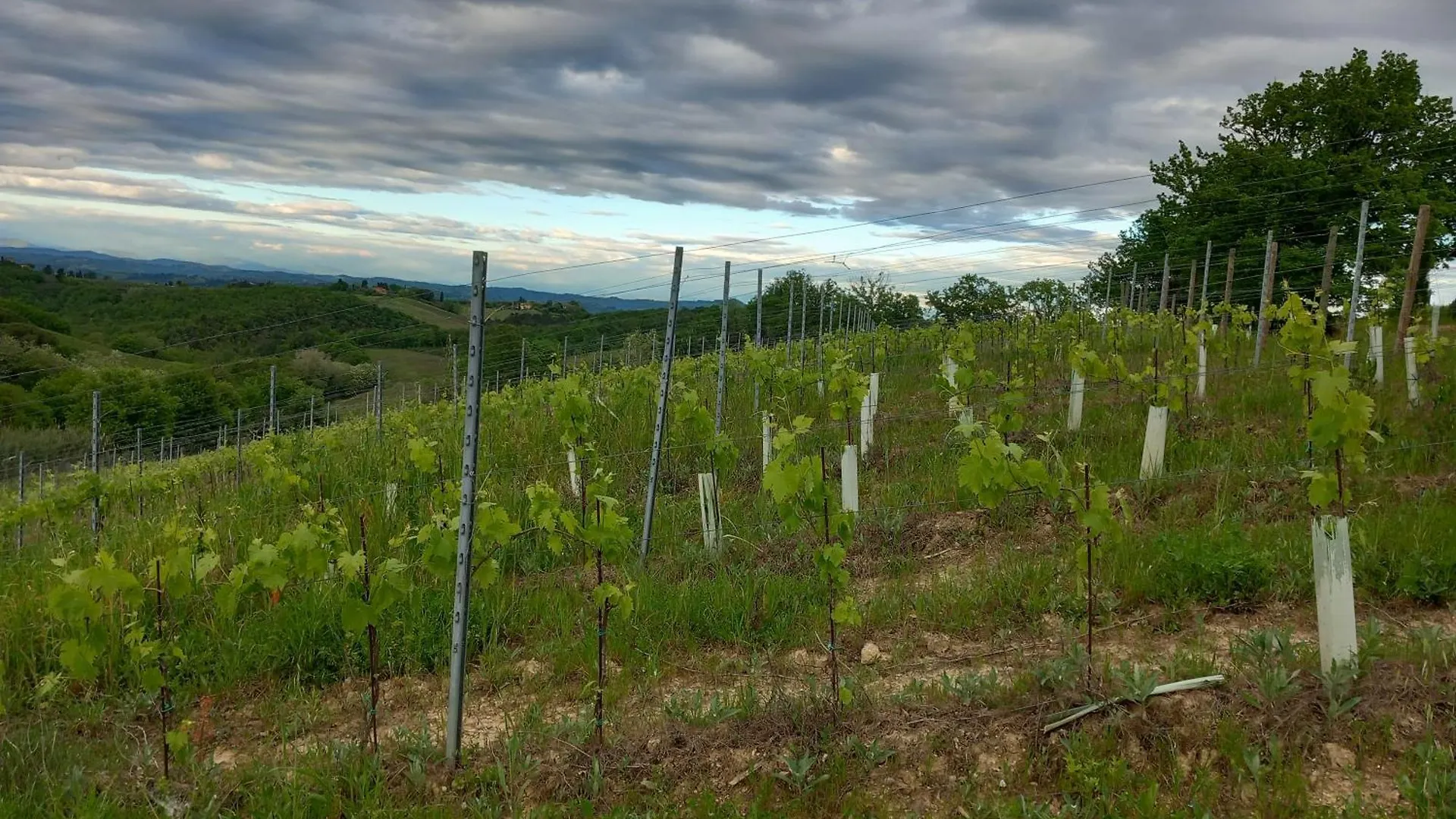 Podere Luma Camera Roseto - Mimosa Gambassi Terme Italy